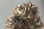 Funghi Maitake