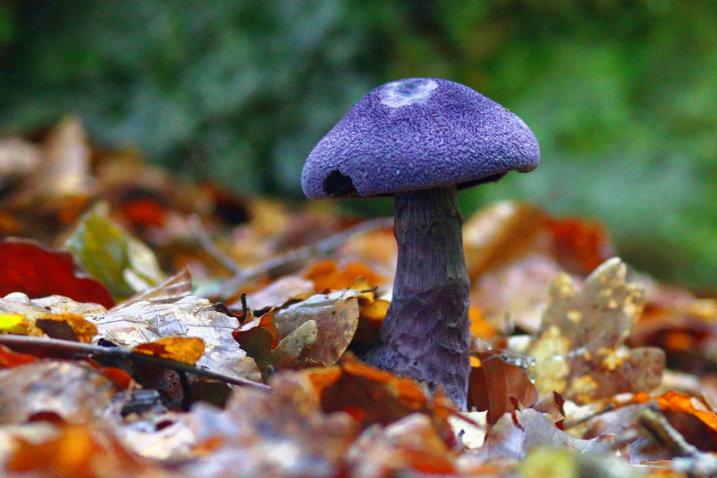 Cosa significa un livido blu su un fungo?