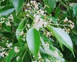 olio Essenziale Di Canfora