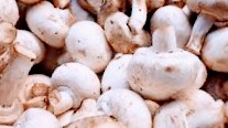 Funghi champignon