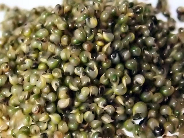 Che cos'è il caviale vegano?