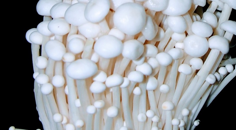 Funghi Enoki