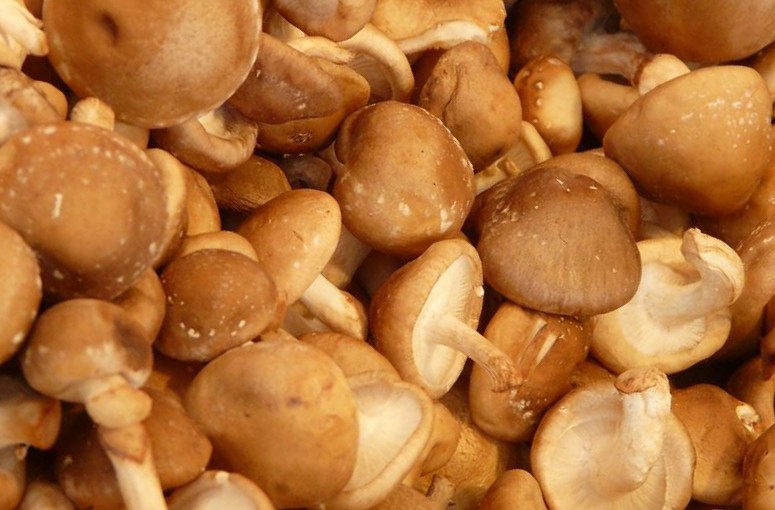 Funghi shiitake