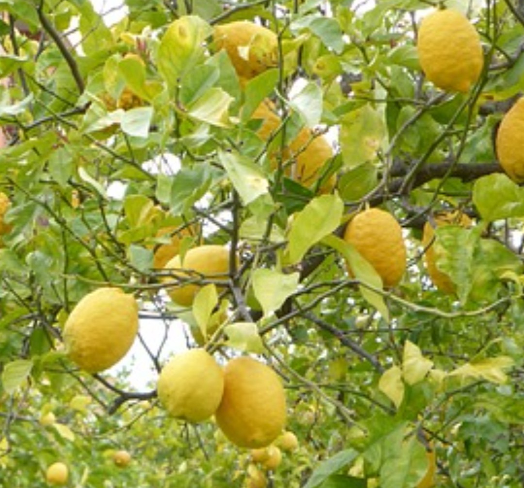 Benefici del succo di limone